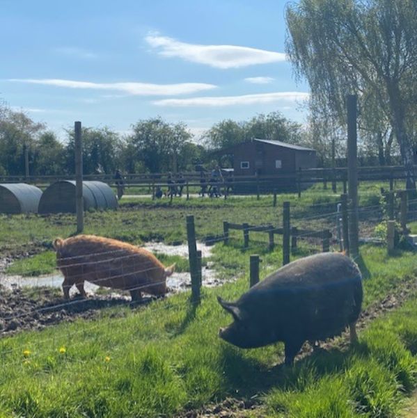 Year 2 Odds Farm Park