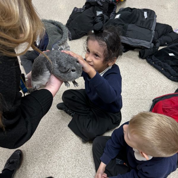 Guinea Pigs Year 1