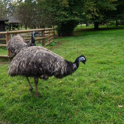 emu