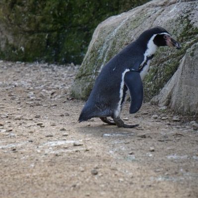 penguin